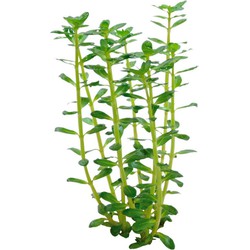 Easy grow 5 rotala indica