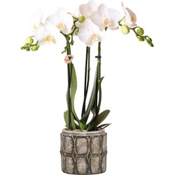 Kolibri Orchids | Phalaenopsis orchidee wit in cementen Industrial Chic sierpot - 40cm hoog - Ø9cm