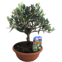 Olea Europaea - Bonsai Olijfboom in Schaal - Pot 21cm - Hoogte 30-40cm