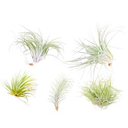 Tillandsia - Mix van 5 - Luchtplantjes - Makkelijke verzorging - Hoogte 5-15cm