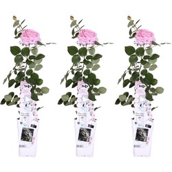 Hello Plants Rosa Crazy in Love Pink Klimroos - Klimplant Rozenstruik - 3 Stuks - Ø 15 cm - Hoogte: 65 cm