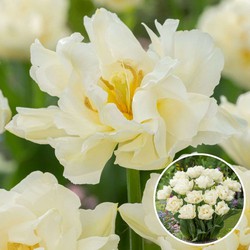 Tulipa 'Northcap' - Bloembollen - Set van 21 - Tulp - Wit