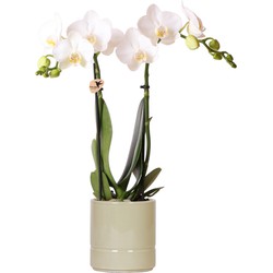 Kolibri Orchids | witte Phalaenopsis orchidee - Amabilis + Pastel pot green- potmaat Ø9cm | bloeiende kamerplant - vers van de kweker