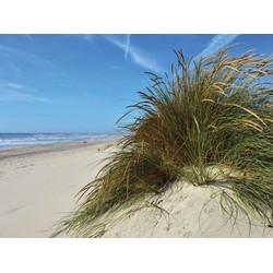 Strand met grasduin 70x50cm Tuinschilderij