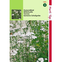 2 stuks - Duizendblad