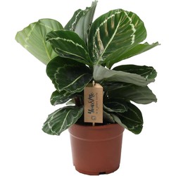 Calathea 'Julia' - Pot 17cm - Hoogte 35-45cm - Luchtzuiverende kamerplant