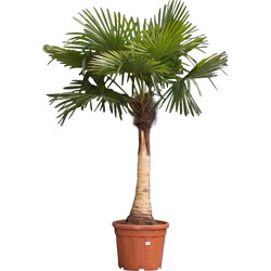 Chinese waaierpalm gestripte stam(fijn) Trachycarpus Fortunei 180 cm - Warentuin Natuurlijk