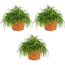 Floraya - Koraalcactussen 3 stuks - ⌀12 cm - ↕20 cm