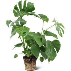 We Love Plants - Monstera Deliciosa - 60 cm hoog - Gatenplant