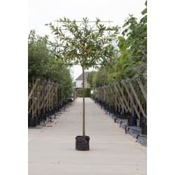 Laurierkers als leiboom Prunus laurocerasus Caucasica h 340 cm st. omtrek 16 cm st. h 220 cm