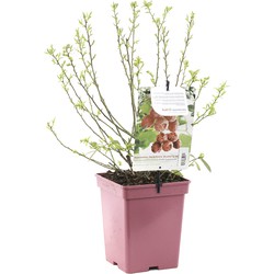 Vaccinium corymbosum pink lemonade - Fruithof