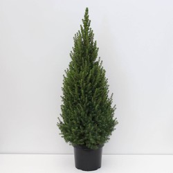 Picea glauca perfecta 80-100 cm