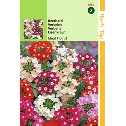 2 stuks - HT Verbena, Ijzerhard Ideal Florist gemengd - Hortitops