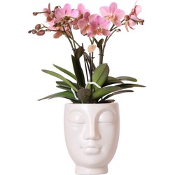 Kolibri Orchids | Roze Phalaenopsis orchidee in witte Face to Face sierpot - Ø12cm
