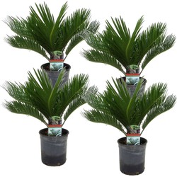 Cycas Revoluta - Set van 4 - Varenpalm - Pot 15cm - Hoogte 45-60cm