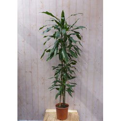 Kamerplant Fragrans Dracaena Drakenbloedboom groot 160 cm donkergroen