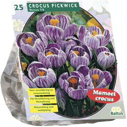 Crocus Grootbloemig Gestreept per 25 bloembollen