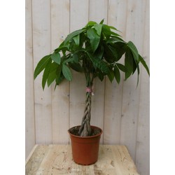 Kamerplant Geldboom op stam 60 cm