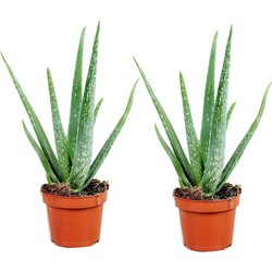 Aloë Vera - Set van 2 - Succulent - Pot 10,5cm - Hoogte 25-40cm