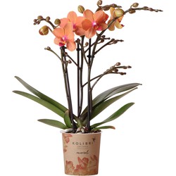 Kolibri Orchids | Oranje Phalaenopsis orchidee - Mineral Bolzano - potmaat Ø9cm | bloeiende kamerplant - vers van de kweker