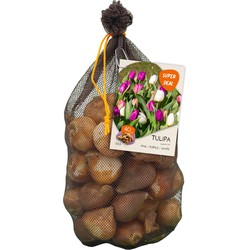 Bollen Tulipa Darwin mix roze/paars/wit 40 stuks