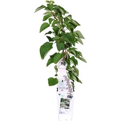 Hello Plants Schizophragma Hydrangeoides Rose Sensation Klimhortensia - Klimplant - Ø 15 cm - Hoogte: 65 cm