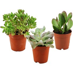 ZynesFlora - Mini Succulenten Mix - 3 Stuks - Vetplant - Kamerplant