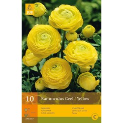 2 stuks - 10 Ranunculus Geel Vj