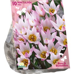 Bollen Tulipa cretica Hilde 10 stuks