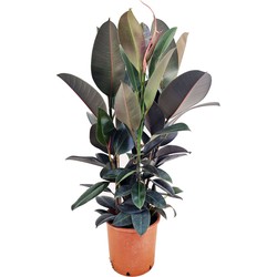 Ficus Elastica Abidjan 'Rubberboom' - Pot 24cm - Hoogte 75-100cm