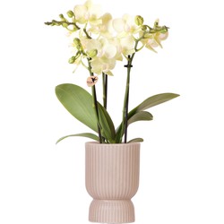 Kolibri Orchids | gele Phalaenopsis orchidee - Mexico + Diabolo pot sand - potmaat Ø9cm | bloeiende kamerplant - vers van de kweker