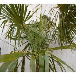 Winterharde Palmboom Trachycarpus Fortunei stamhoogte 100 cm en hoogte 225 cm