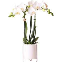 Kolibri Orchids | Witte Phalaenopsis orchidee – Amabilis + Essential sierpot wit – potmaat Ø9cm – 40cm hoog | bloeiende kamerplant in bloempot - vers van de kweker