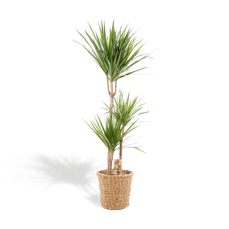 Hello Plants XL Dracaena Marginata Drakenbloedboom in Mand - Ø 21 cm - Hoogte: 120 cm - Palm Kamerpalm - 