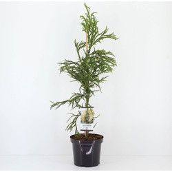 Cryptomeria jap rasen 95 cm