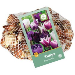 Tulipa Blueberry Mix