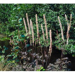 5 stuks - Cimicifuga ramosa Atropurpurea