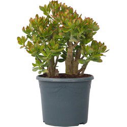 Jadeplant - Crassula ovata 'Sunset' - Hoogte 55-60cm - ⌀30cm