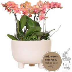 Kolibri Orchids | oranje plantenset in Gummy dish incl. waterreservoir | drie oranje orchideeën en drie groene planten | Jungle Bouquet oranje met zelfvoorzienend waterreservoir