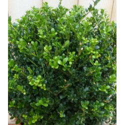 Ilex groen