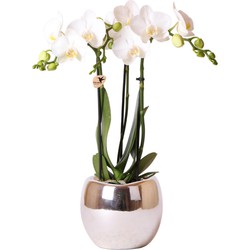 Kolibri Orchids | Witte Phalaenopsis orchidee – Amabilis + Bowl sierpot zilver – potmaat Ø9cm – 40cm hoog | bloeiende kamerplant in bloempot - vers van de kweker