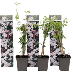 Jasmijn - Set van 3 - Jasminum 'Officinale' - Hoogte 25-40cm - ⌀9cm