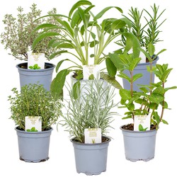 6x Biologische Tuinkruiden Mix - Tuinplanten mix – Keuken kruiden - ⌀9 cm - ↕10-15 cm