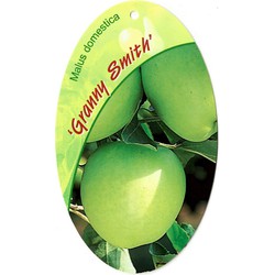 Malus Domestica Granny Smith