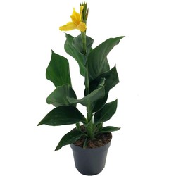 Canna 'Cannova' - Bloemriet - Canna Geel - Pot 17cm - Hoogte 35-45cm