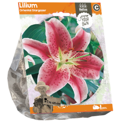 Lilium Oriental Stargazer per 1 bloembollen