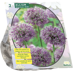 Allium Stipitatum per 2 bloembollen