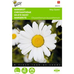 2 stuks - Chrysanthemum leucanthemum May Queen