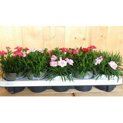 Tuinanjers 10 stuks in tray mix kleuren
