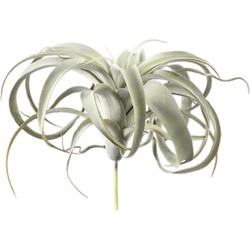 PTMD Kunstplant Tillandsia - 18x24x25 cm - Polyester - Groen